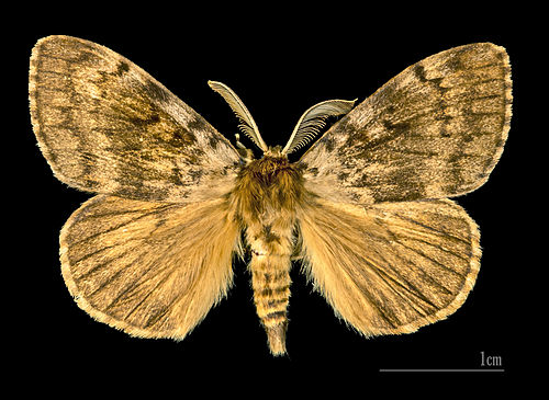 Gypsy moth